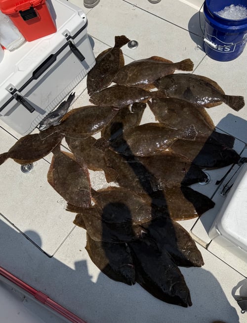 7 Hour Fluke (summer Flounder