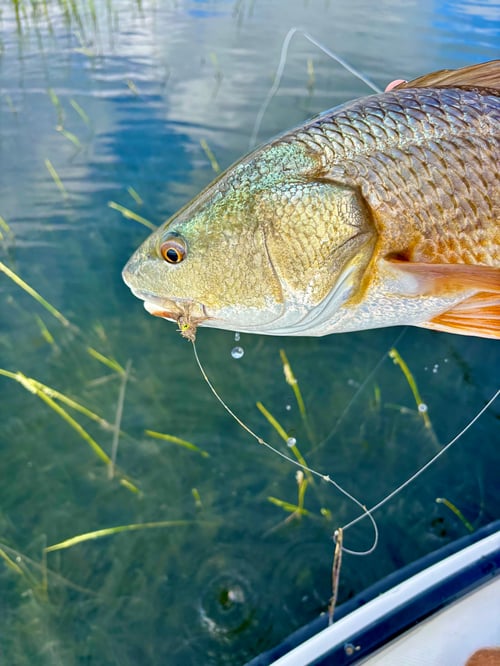 Redfish Flats Fishing Fly/Spin