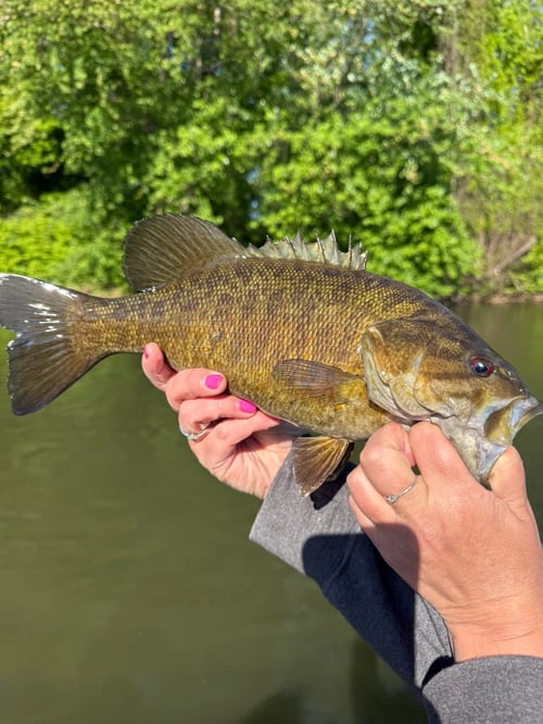 Smallmouth Bass Fishing Trip