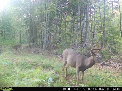 Maine Moose Hunt
