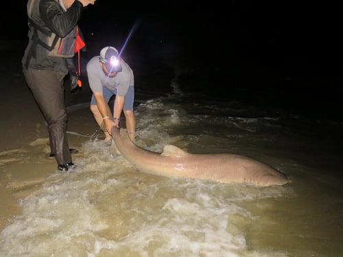 Lewes, DE: Shark Fishing