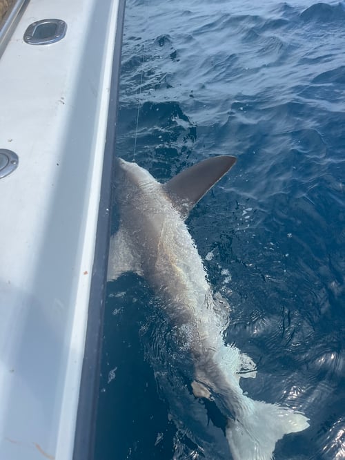 2hr Shark Trip