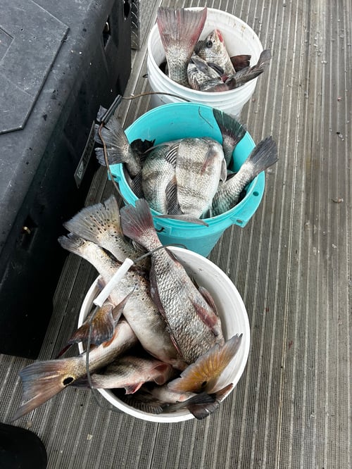 Port O'Connor "Texas Triple"