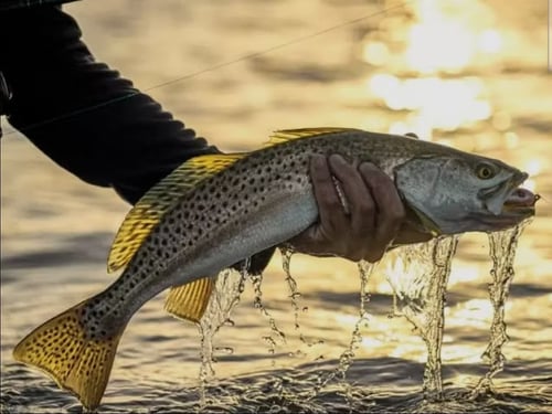 Inshore Fishing Charter