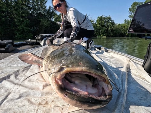 Wels Catfish Rome