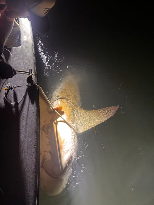 South Padre Shark 