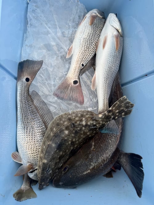 Inshore & Shark Fishing 