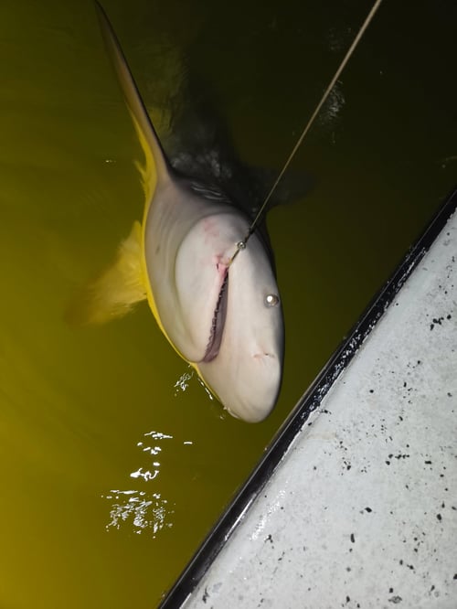 Shark Fishing 