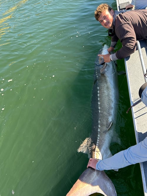 Oversized Sturgeon