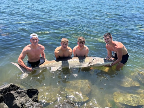 Oversized Sturgeon