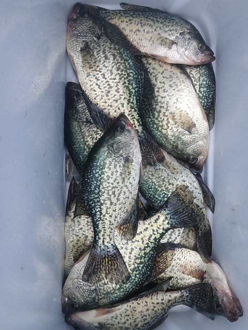 Normandy Lake Guided Crappie Trip