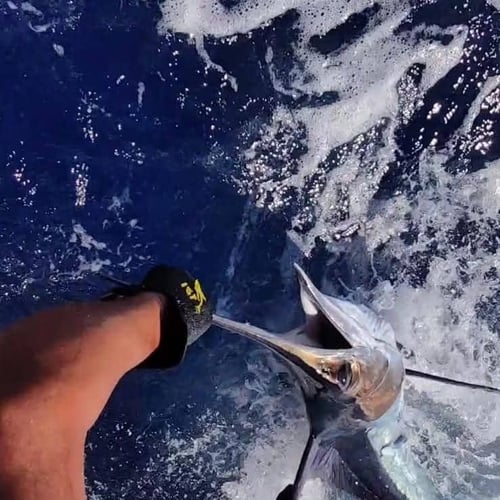 Blue Marlin Trip In Canary Ilsnad