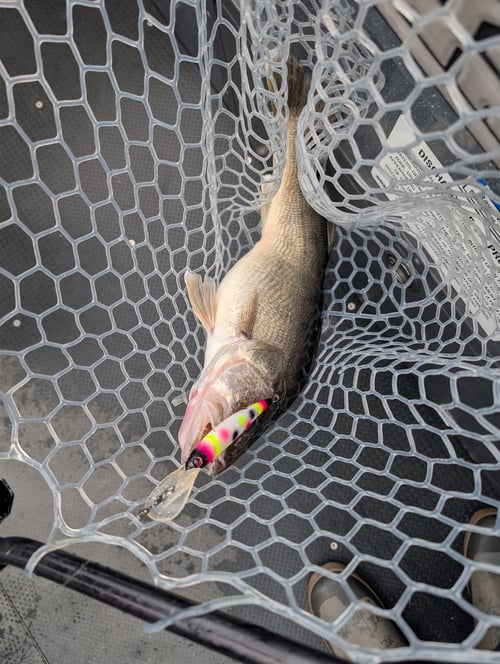 Lake Erie Walleye Fishing 