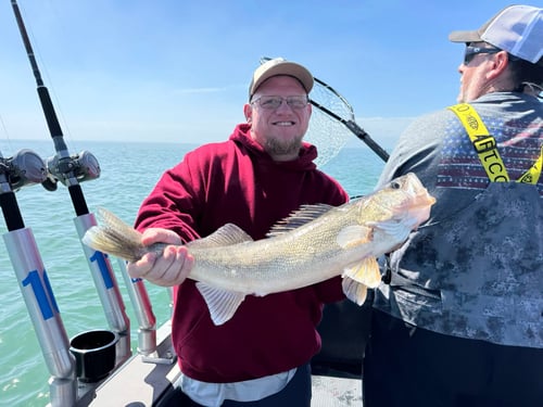 Lake Erie Walleye Fishing 