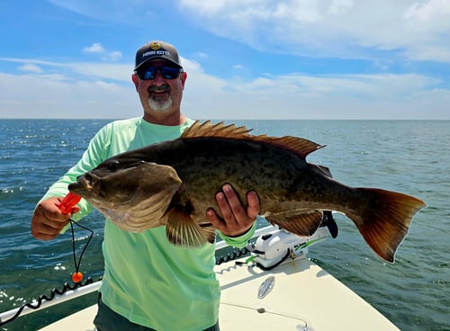 Inshore Gag Grouper