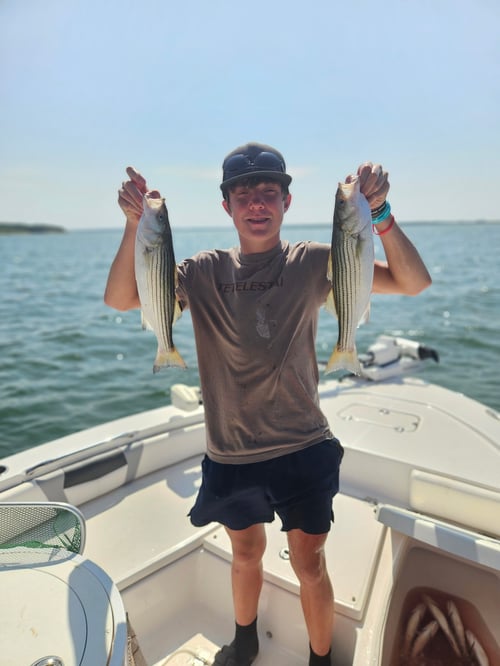 Striper Pursuit | Lake Texoma