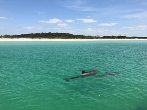 Dolphin & Wildlife Cruise