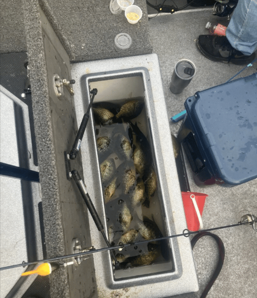 Half Day Trip – Panfish
