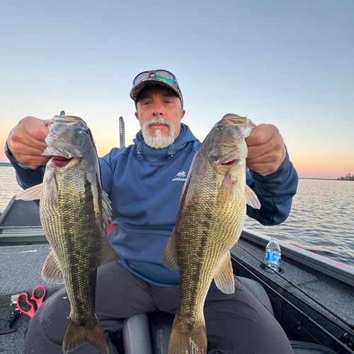 Toho Morning Bass Trip
