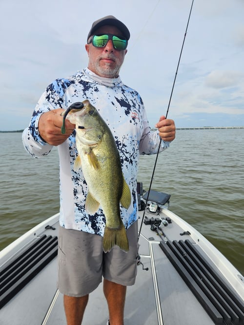 Toho Morning Bass Trip