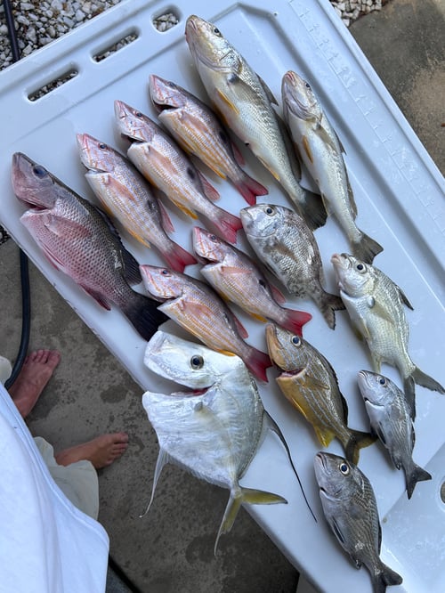 Inshore Fishing Trip