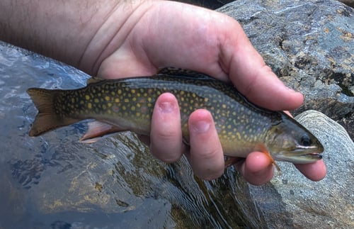 Wade Fishing Trip