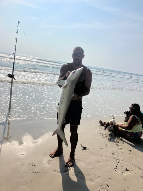 Pompano+Drum+Shark 3 Hour