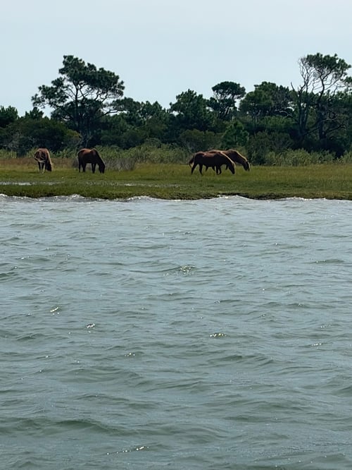 Assateague Island Wild Pony Tour