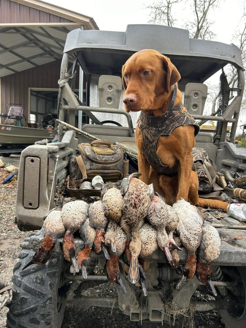 California Duck Hunting Trip