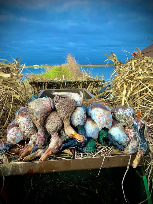 California Duck Hunting Trip