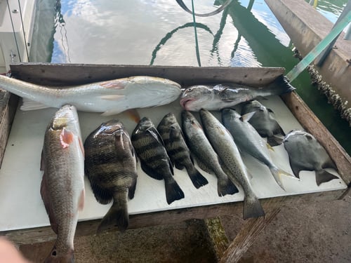 4hr-inshore Jetty Fishing