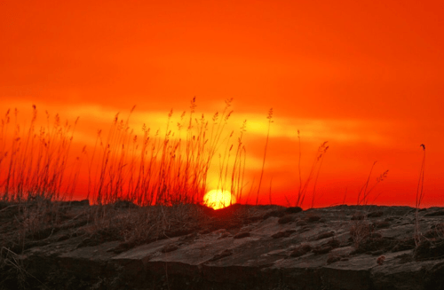 Cruises (Sunset, Excursion, Etc.)
