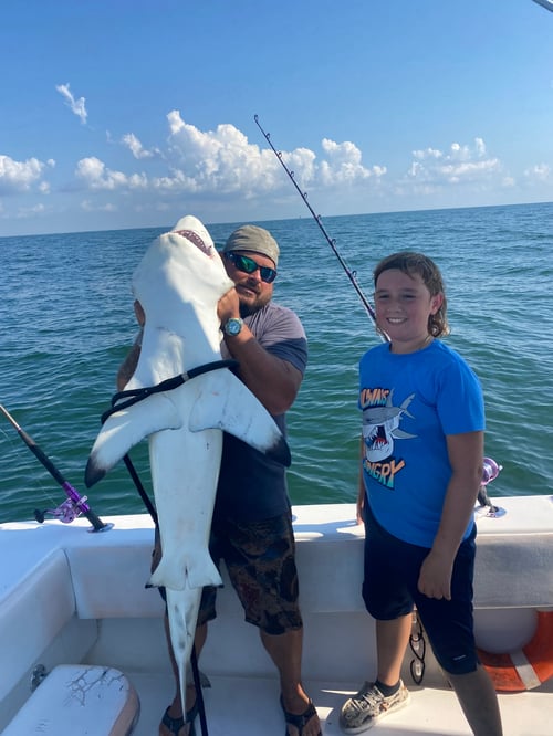 Bull Red / Shark Hunt