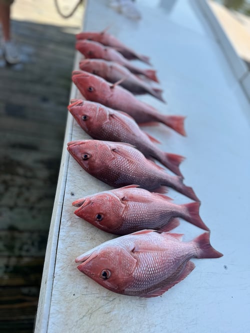 Red Snapper Whacker