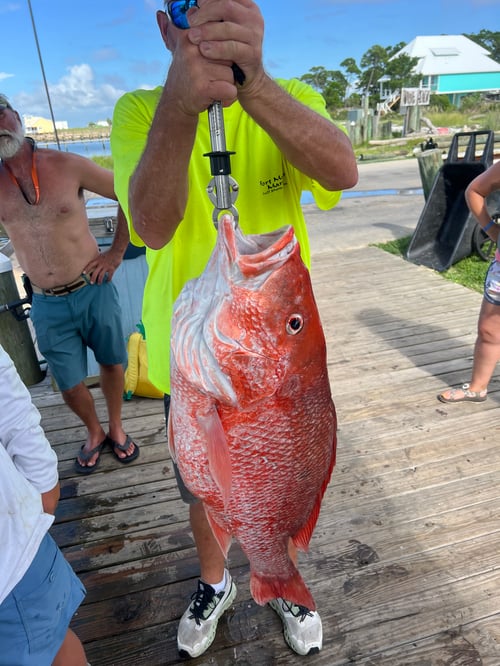 Red Snapper Fishing in Gulf Shores, Alabama