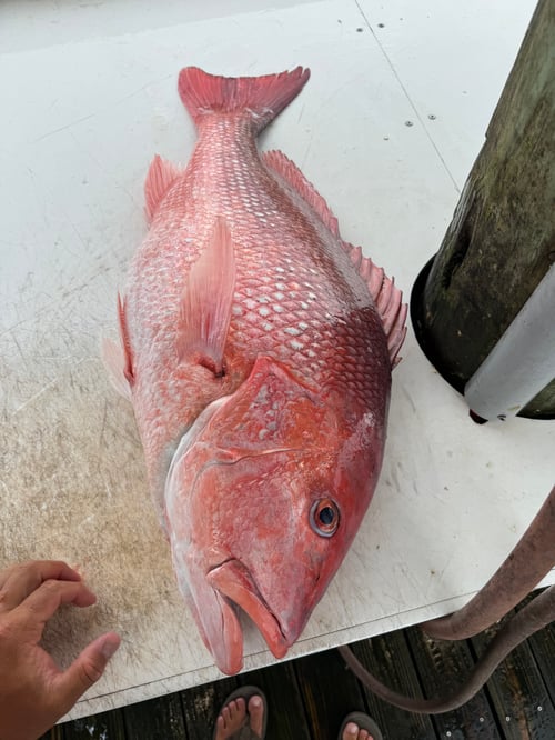 Red Snapper Whacker