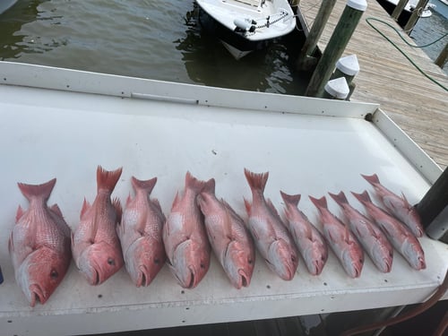Red Snapper Fishing in Gulf Shores, Alabama