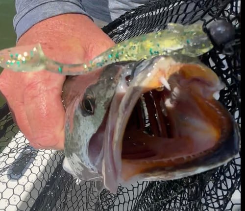 Full Day Inshore - 26' Blackjack