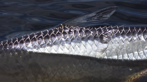 Nighttime Tarpon - 18’ Xplor