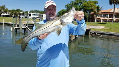 Snook Fishing in Key Largo, Florida