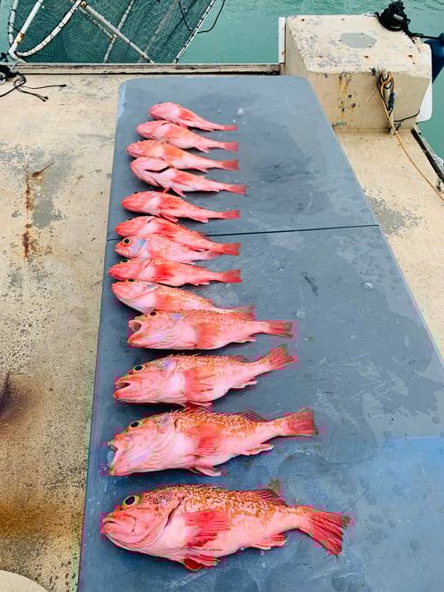 Deep Sea Deep Dropping for Black Belly Rosefish