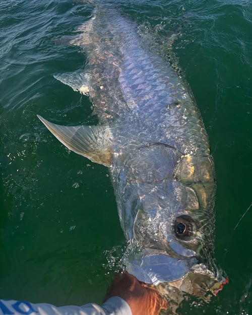 Nighttime Tarpon Adventure