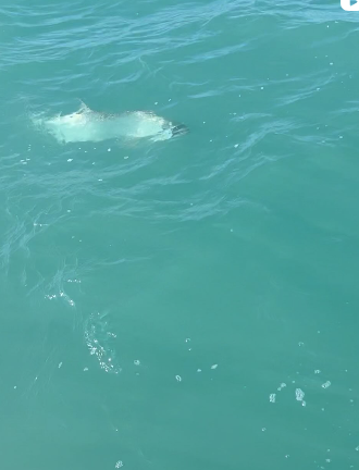 Chasing Tarpon