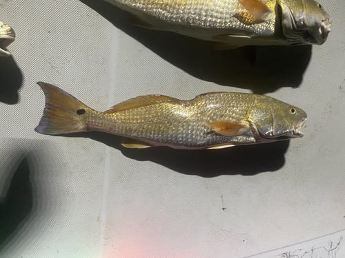 Redfish Fishing in Wharton, Texas