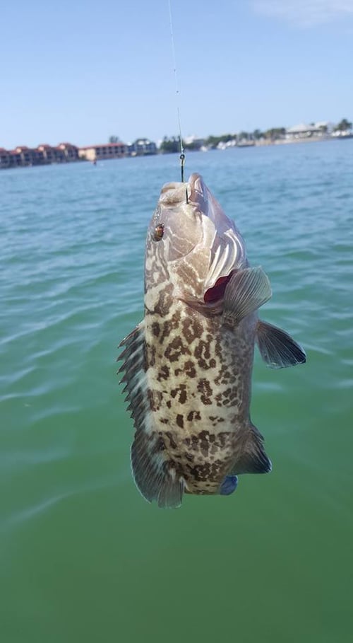 Inshore Trip - 23 parker custom