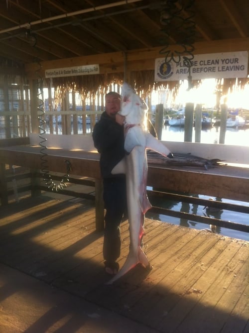 Sharks From a Big Boat