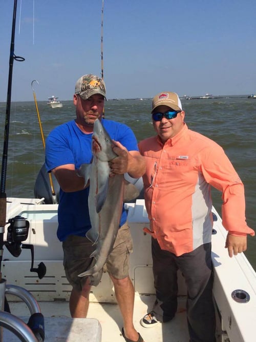 Sharks From a Big Boat