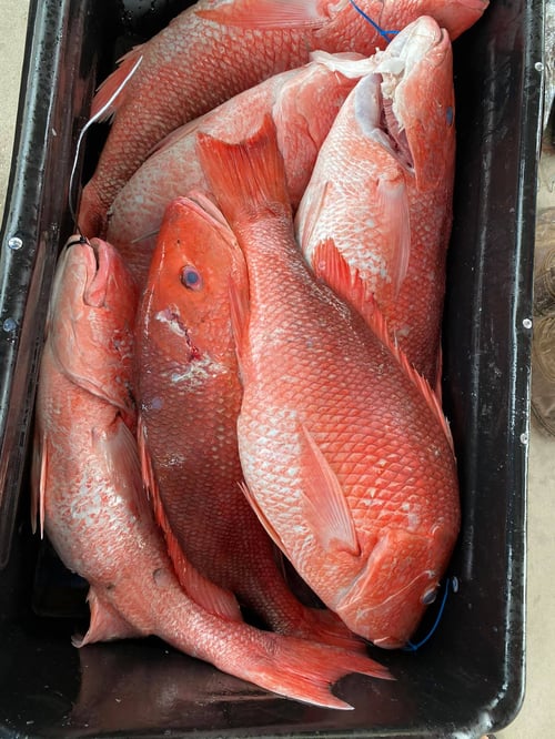 Snapper/Tripletail Trip