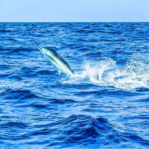 Offshore Blue Marlin FADs trip
