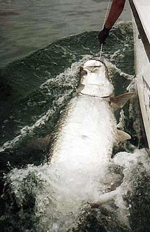 Boca Grande Pass Legendary Tarpon